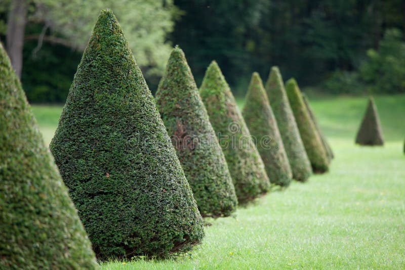 Line Of Cone Evergreen Bushes In Cultivated Park Stock Photo Image of