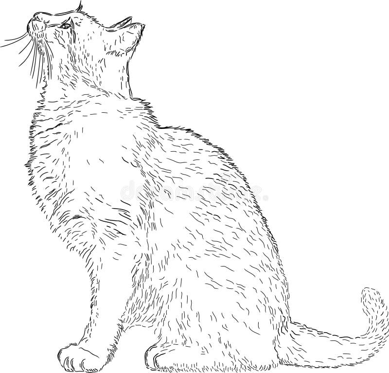 Line drawing cat stock vector. Illustration of decoration ...