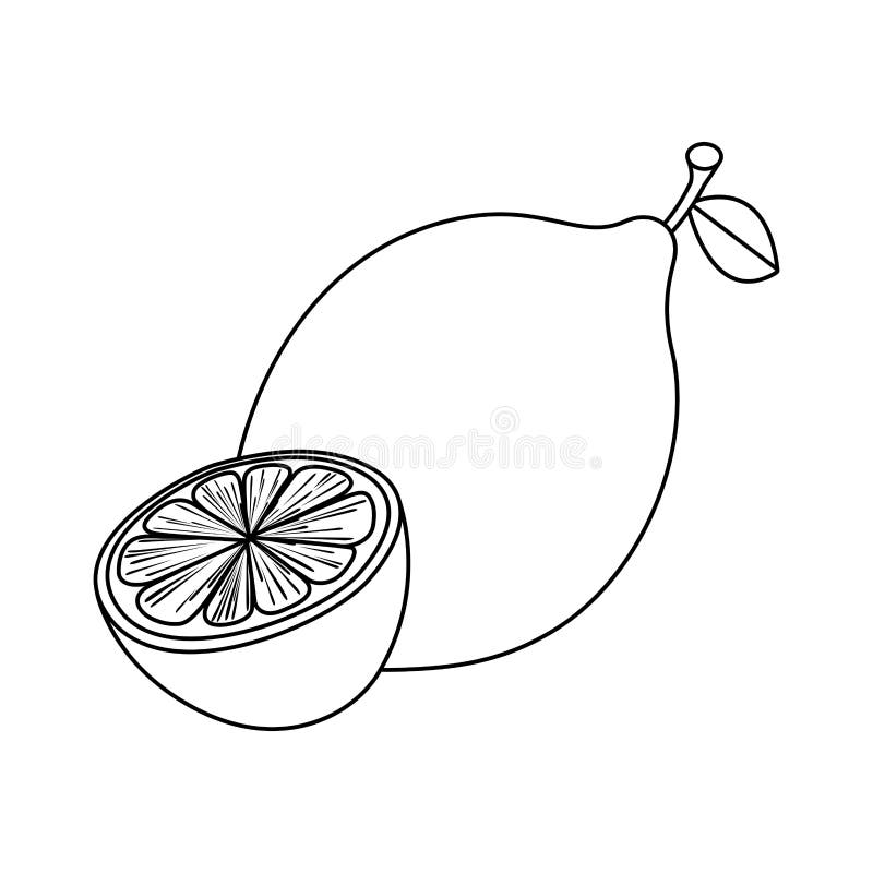 Line drawing fruit stock vector. Illustration of summer - 86202737