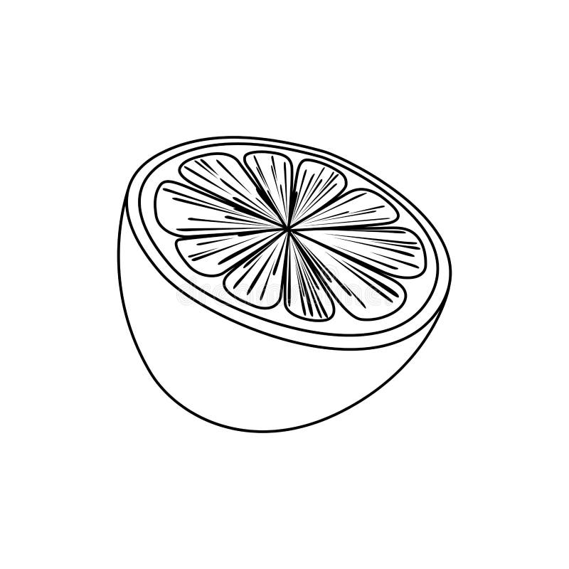 Line drawing fruit stock vector. Illustration of summer 86202775