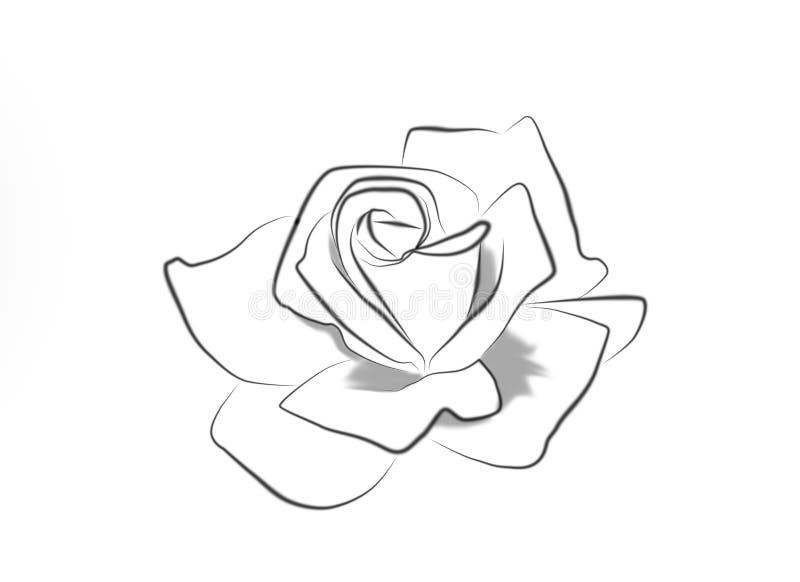 Line drawing of a rose vector illustration Line drawing of a rose vector illustration