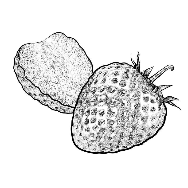 Strawberry Garden Line Drawing Stock Illustrations 1,395 Strawberry Garden Line Drawing Stock