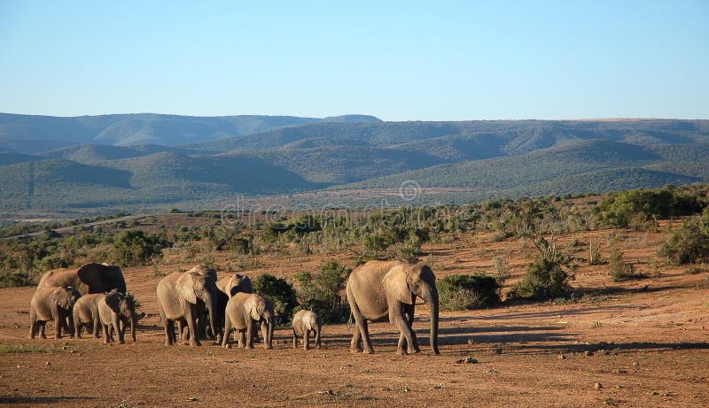 Elephant herd trekking