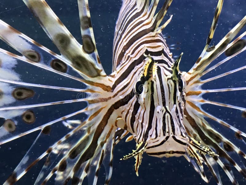 Line fish stock photo. Image of fish, aquarium, line 94200330