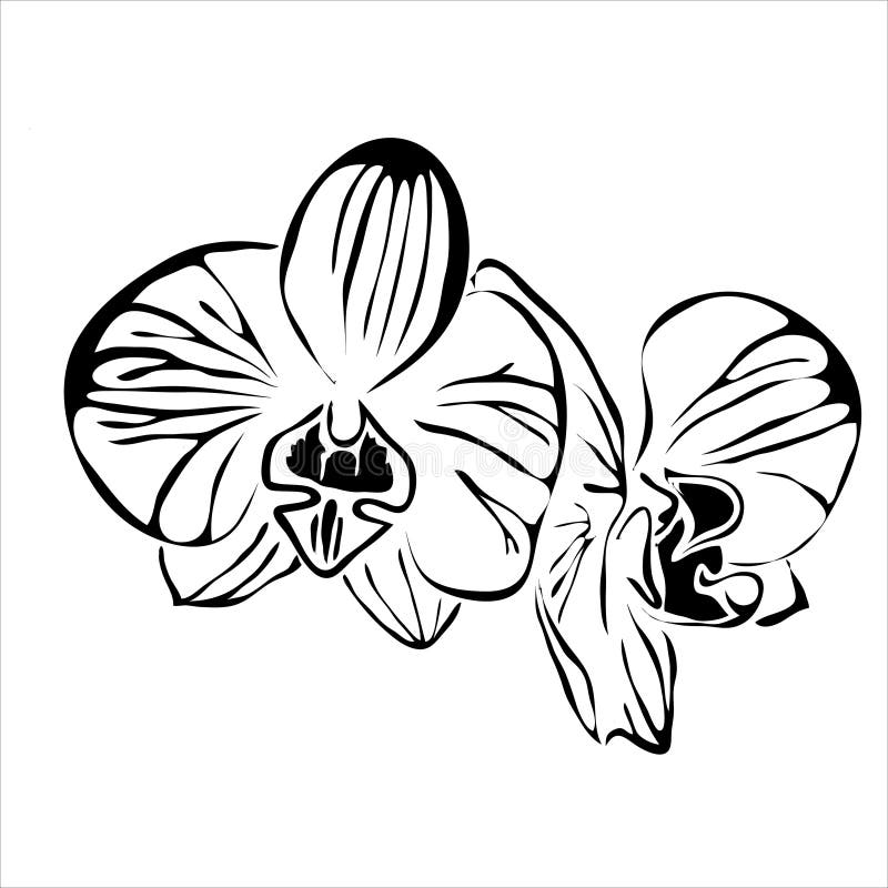920 Orchid Tattoo Illustrations RoyaltyFree Vector Graphics  Clip Art   iStock