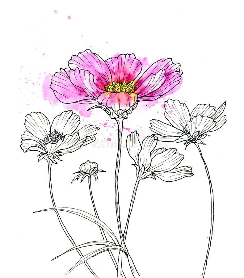 Line Ink Drawing Of Cosmos Flower Stock Illustration - Image: 62589546