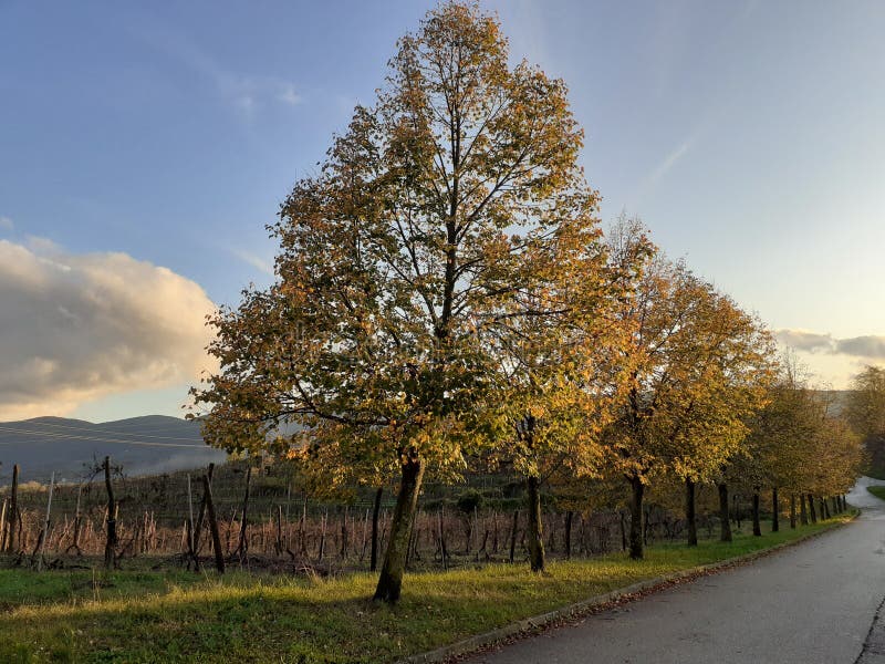 Line of lime tree in beautiful colours of autumn royalty free stock photos Line of lime tree in beautiful colours of autumn royalty free stock photos