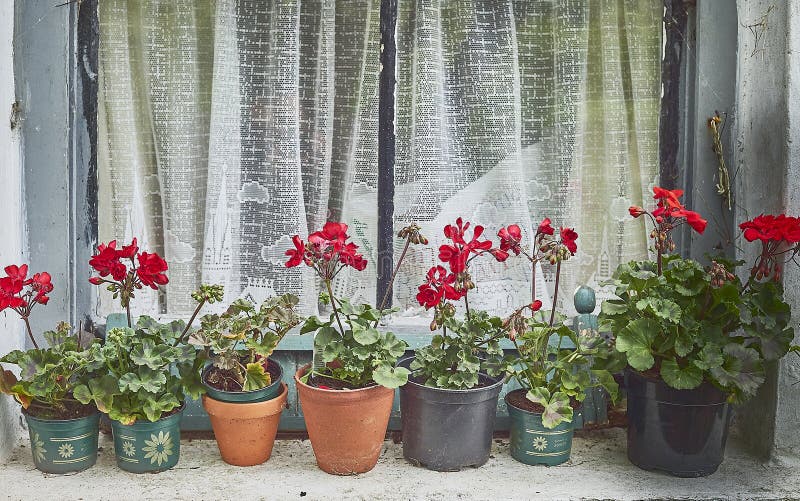 A line of red geranium flowers in front of a tired old window