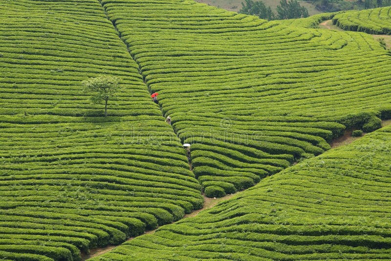 The line of the tea hill