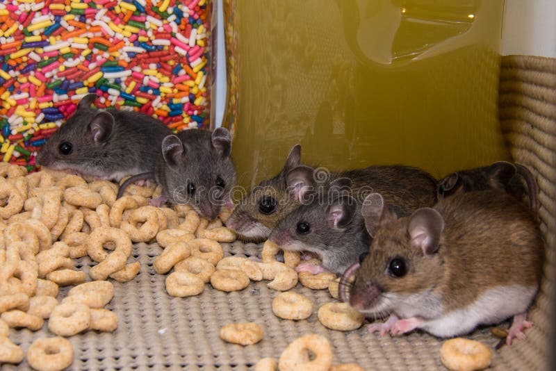 A line up of mice in a kitchen cabinet.