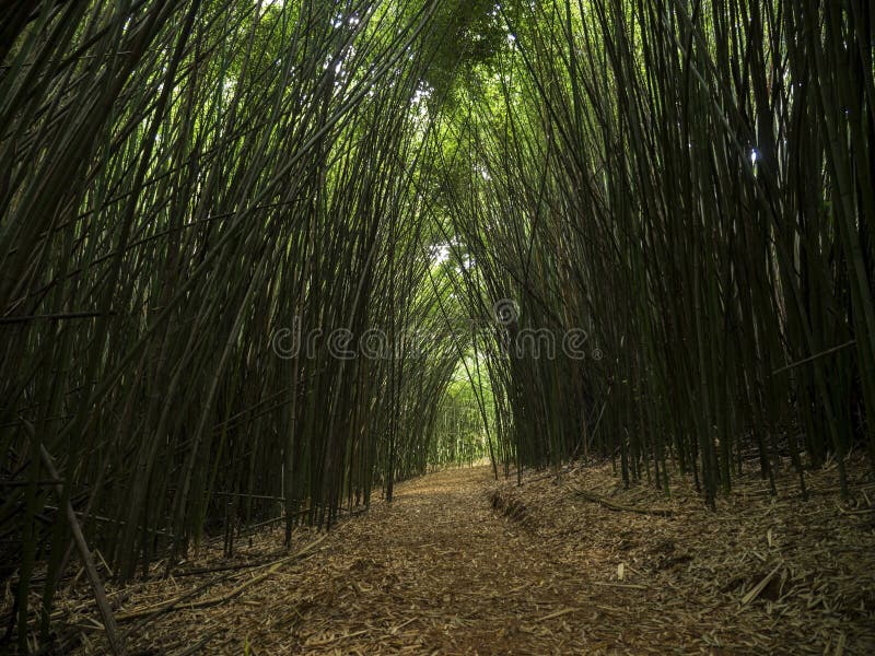 Linea di bambù foresta zenlike del sentiero per pedoni della natura di spiritualità della strada fotografia stock libera da diritti Linea di bambù foresta zenlike del sentiero per pedoni della natura di spiritualità della strada fotografia stock libera da diritti