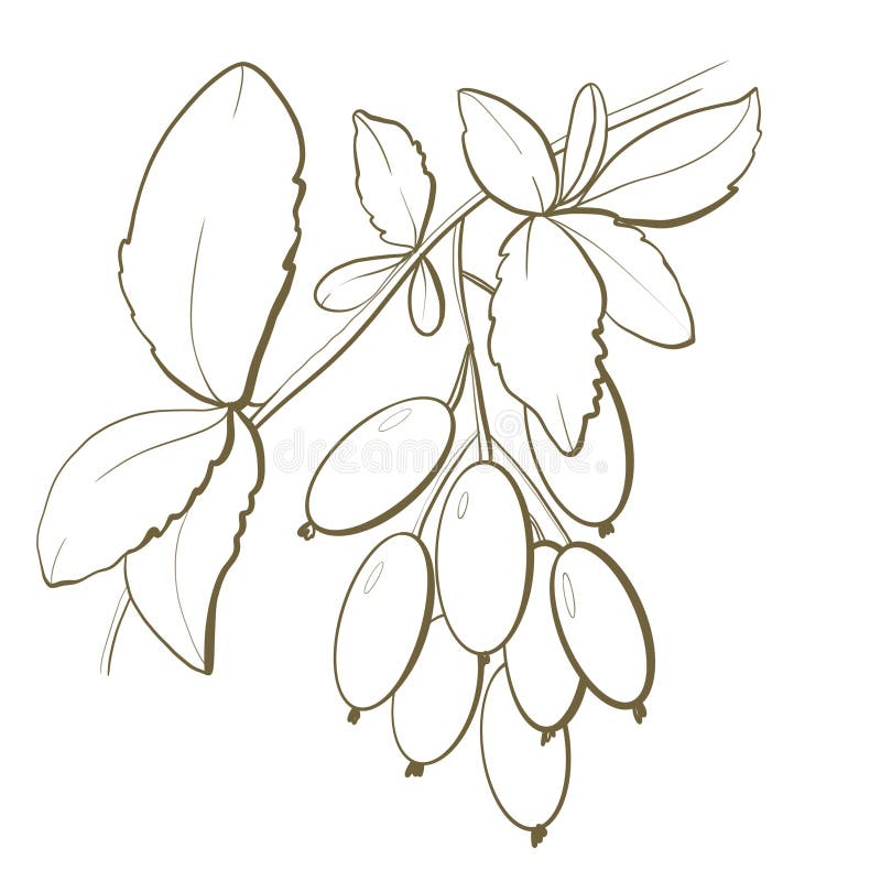 Linea di sketch sull'illustrazione di fondo bianco di bacche di pianta su un filetto di orzo vulgaris bunker di botany design elem. Disegnare a mano una linea di sketch su illustrazione di fondo bianco di bosco di bosco di un ramo di orso vulgaris di botanica