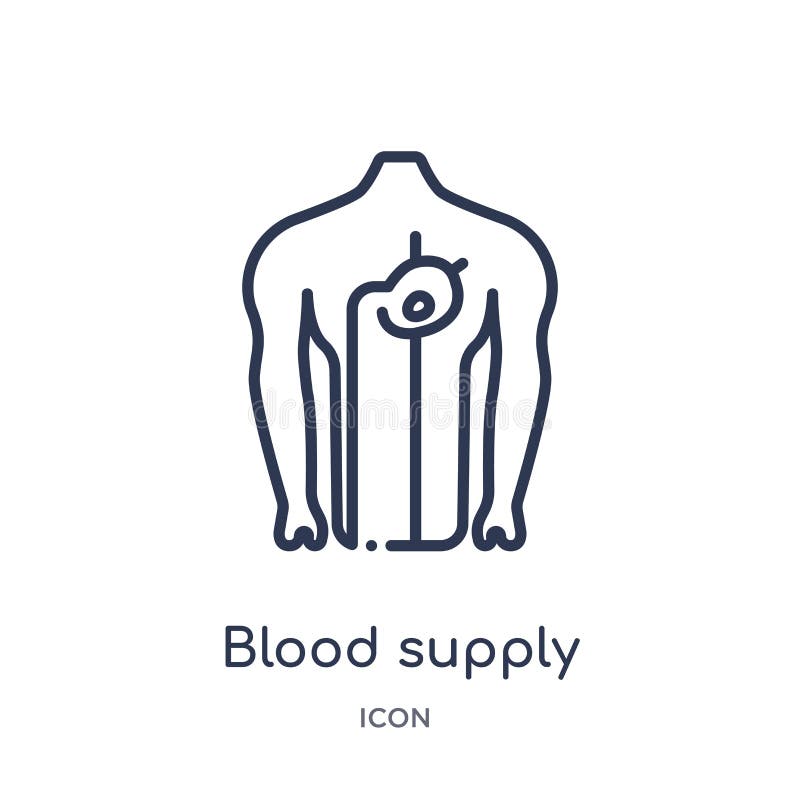 Linear blood supply system icon from Human body parts outline collection. Thin line blood supply system icon isolated on white royalty free illustration Linear blood supply system icon from Human body parts outline collection. Thin line blood supply system icon isolated on white royalty free illustration