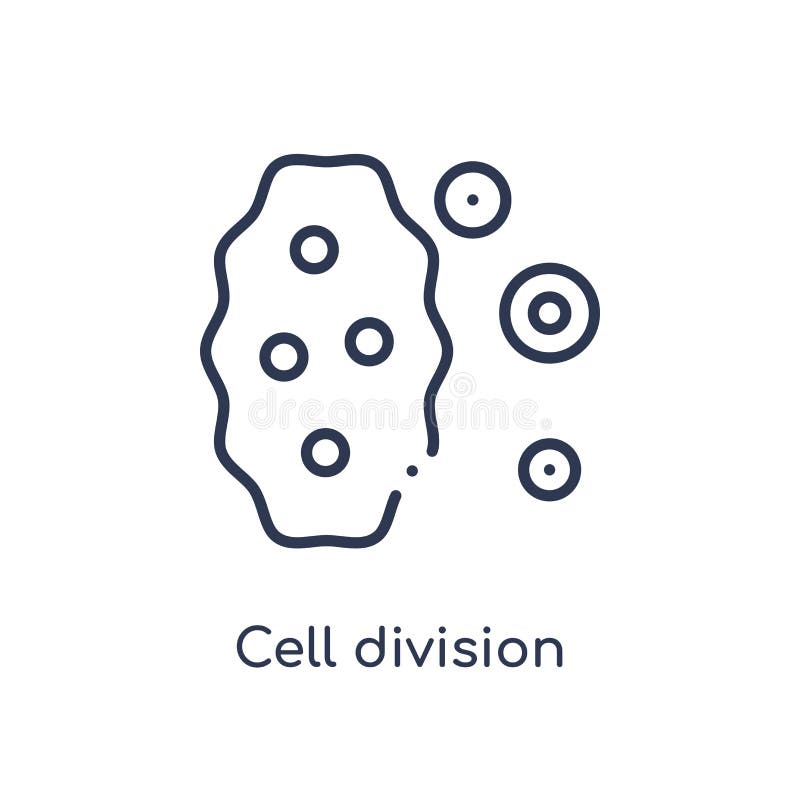 Linear cell division icon from Chemistry outline collection. Thin line cell division vector isolated on white background. cell royalty free illustration Linear cell division icon from Chemistry outline collection. Thin line cell division vector isolated on white background. cell royalty free illustration