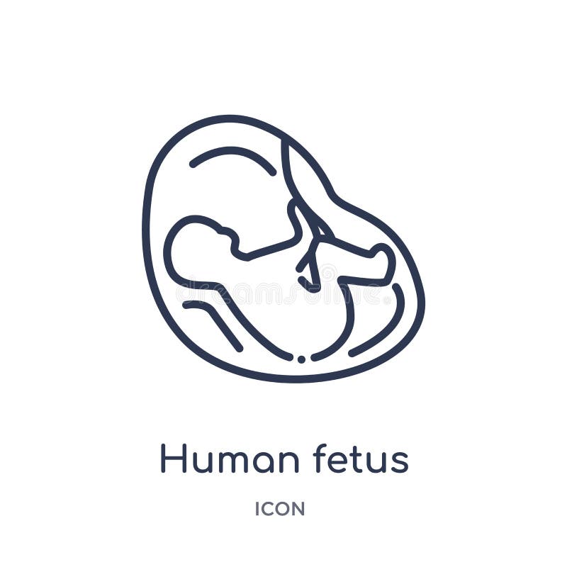 Linear human fetus icon from Human body parts outline collection. Thin line human fetus icon isolated on white background. human stock illustration Linear human fetus icon from Human body parts outline collection. Thin line human fetus icon isolated on white background. human stock illustration
