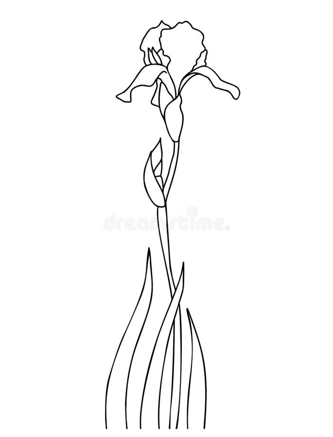 iris flower with buds and leaves. hand drawing. garden summer flower  11199330 PNG