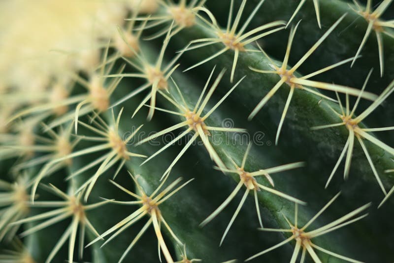 Linee di cactus chiusura di aghi macro succulenti chiusura di texutra verde succulento immagini stock