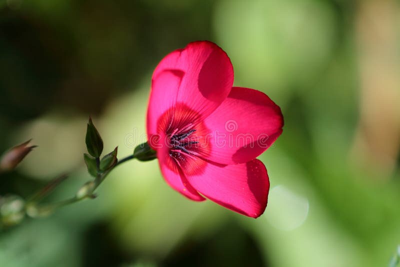Linen flower stock photo. Image of single, blossom, warm 77987442