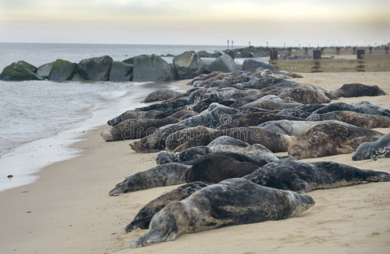Lines of Grey Seals on Horsey Beach, Norfolk Stock Image Image of