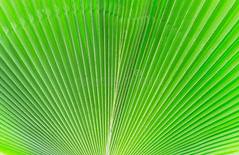 Lines and textures of Green Palm leaves royalty free stock photos