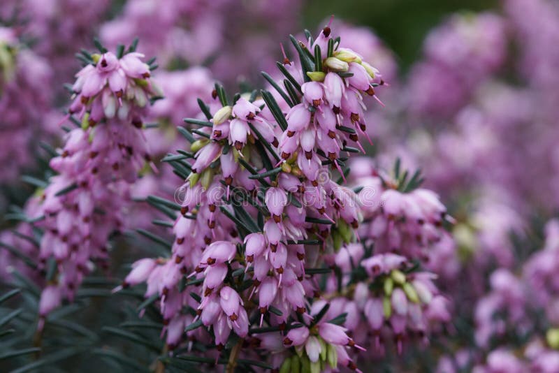Ling, Flowers of the Gardens Stock Image Image of spring, blossom