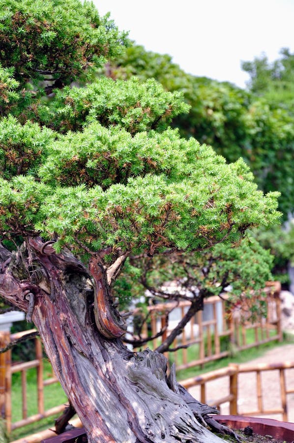 Lingering Garden bonsai stock photo. Image of chinese - 44292652