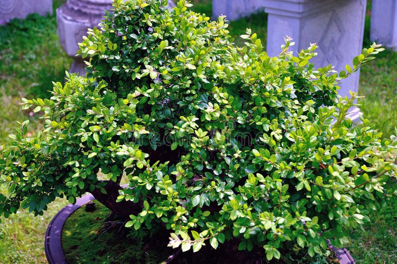 Lingering Garden bonsai stock image. Image of garden - 44293741