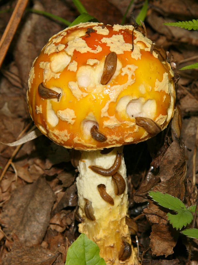 Lingots mangeant un champignon de couche toxique d'amanite image libre de droits