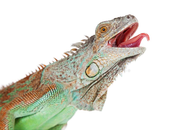Lingua aperta della bocca dell'iguana del primo piano fuori