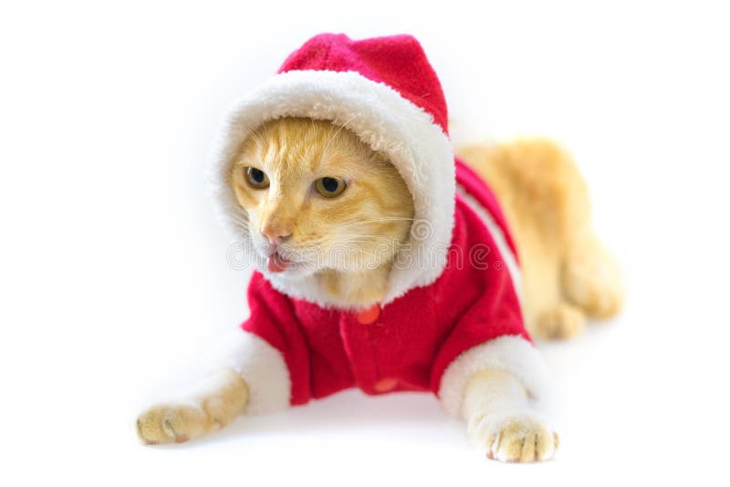 Lingua del gatto e vestito vestito di Santa di Natale su fondo bianco fotografia stock libera da diritti Lingua del gatto e vestito vestito di Santa di Natale su fondo bianco fotografia stock libera da diritti