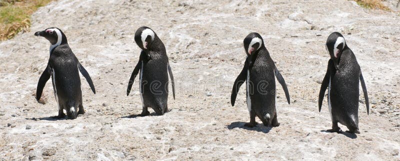 Linguaggio del corpo del pinguino