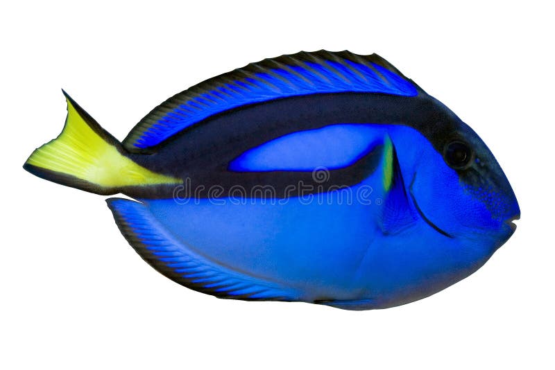 Linguetta regale blu (hepatus di paracanthurus) isolata fotografie stock Linguetta regale blu (hepatus di paracanthurus) isolata fotografie stock