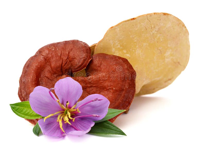 Lingzhi, lucidum de Ganoderma aislado en blanco Traditiona chino Imagen, sana. Sistema de Lingzhi, lucidum de Ganoderma aislado en blanco Tra chino