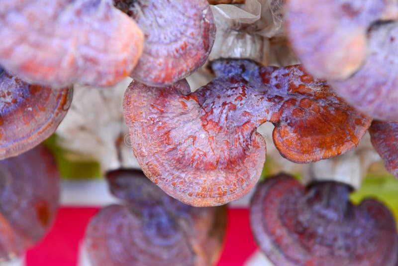 Lingzhi mushroom stock photo. Image of alternative, benefits 84244248