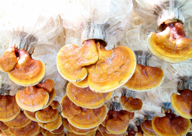 Lingzhi mushrooms stock image. Image of mycelium, health 39028313