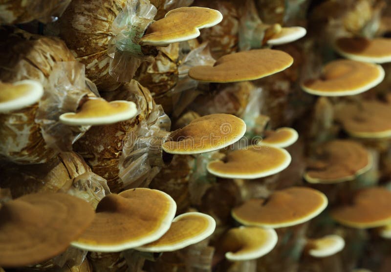 Fresh Lingzhi Mushroom, Ganoderma Lucidum or Reishi Mushroom in Farm