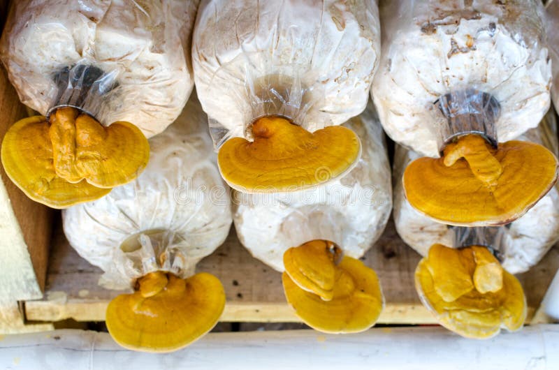 Lingzhi, seta del lucidum de Ganoderma foto de archivo