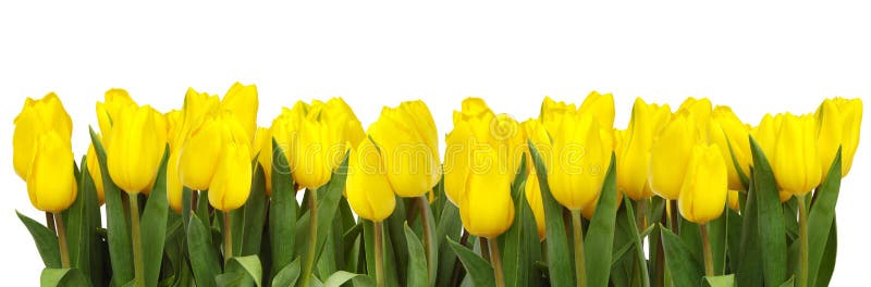Uma linha de tulipas amarelas imagens de stock royalty free
