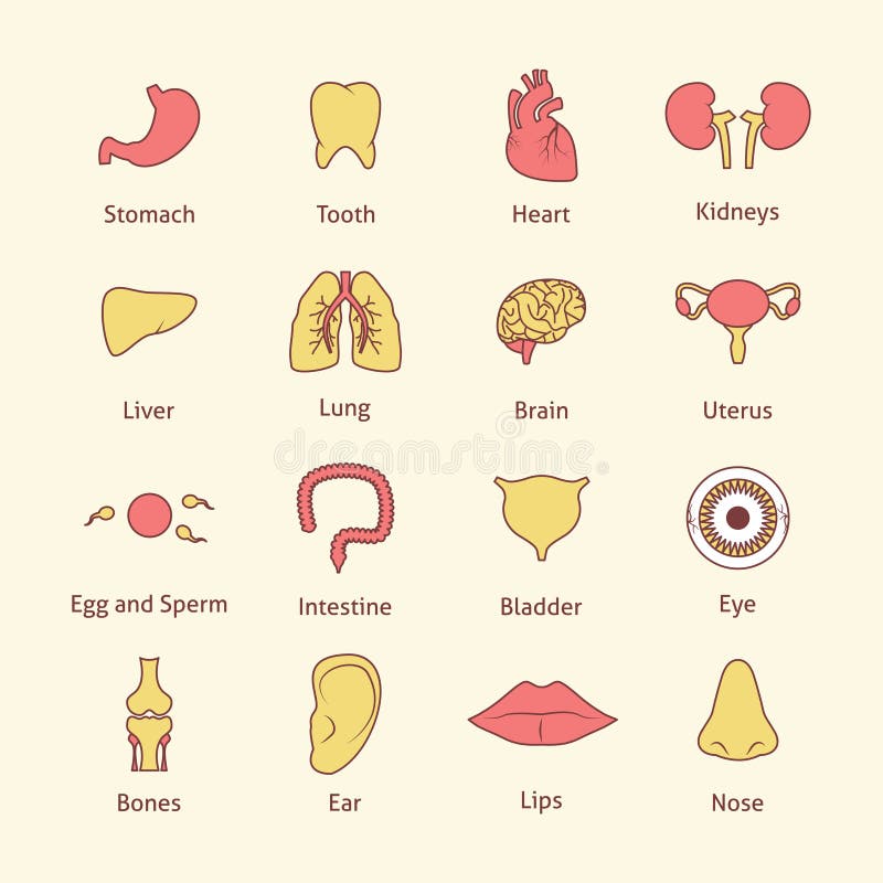 Linha lisa dos ícones dos órgãos humanos ilustração do vetor Linha lisa dos ícones dos órgãos humanos ilustração do vetor