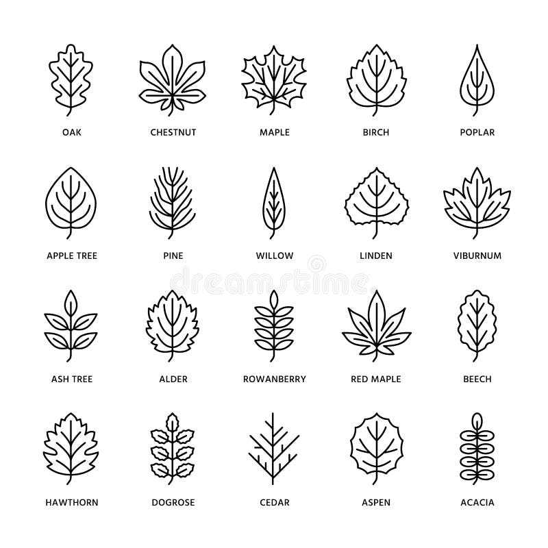 Linha lisa ícones das folhas de outono A folha datilografa, Rowan, árvore de vidoeiro, bordo, castanha, carvalho, pinho do cedro, ilustração royalty free Linha lisa ícones das folhas de outono A folha datilografa, Rowan, árvore de vidoeiro, bordo, castanha, carvalho, pinho do cedro, ilustração royalty free