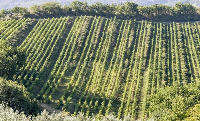 Linhas geométricas de uma vinha da famosa área de Chianti classico, Toscana, Itália, pouco antes da colheita As linhas geométr fotografia de stock royalty free Linhas geométricas de uma vinha da famosa área de Chianti classico, Toscana, Itália, pouco antes da colheita As linhas geométr fotografia de stock royalty free