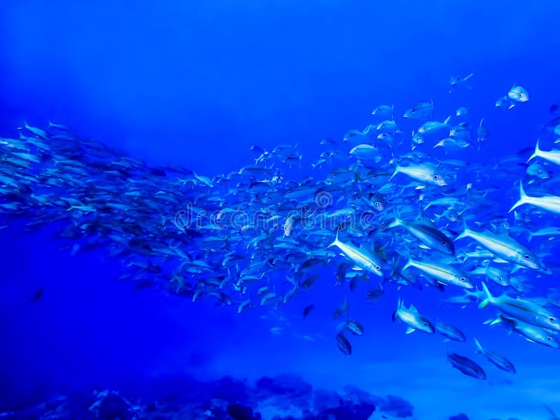Linie des Fisch-Schwimmens in der Bildung im hellen blauen Meer stockfoto Linie des Fisch-Schwimmens in der Bildung im hellen blauen Meer stockfoto