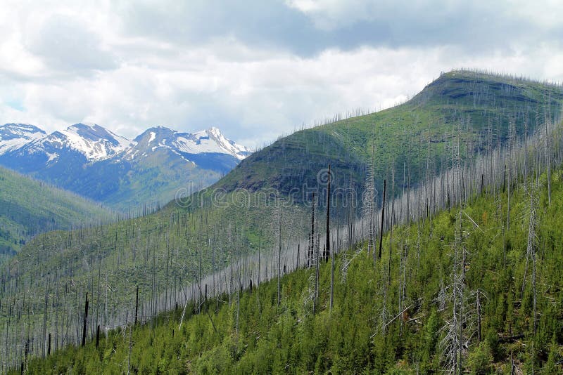 Linie von toten Bäumen von Forest Fire lizenzfreies stockbild Linie von toten Bäumen von Forest Fire lizenzfreies stockbild