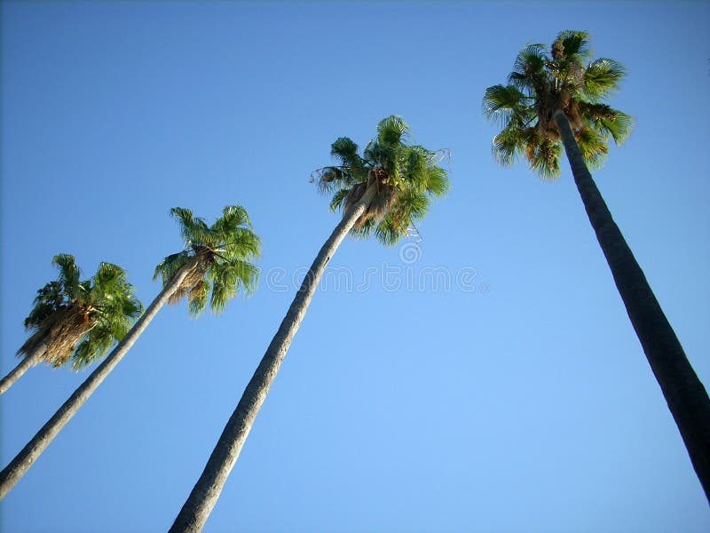 High palm trees in a Mediterranean town, in a public garden near the sea. High palm trees in a Mediterranean town, in a public garden near the sea