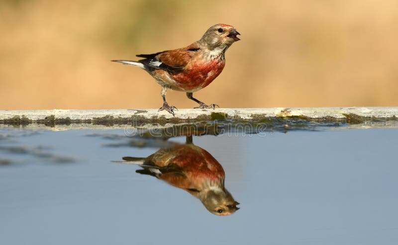 A linnet in spring in the field