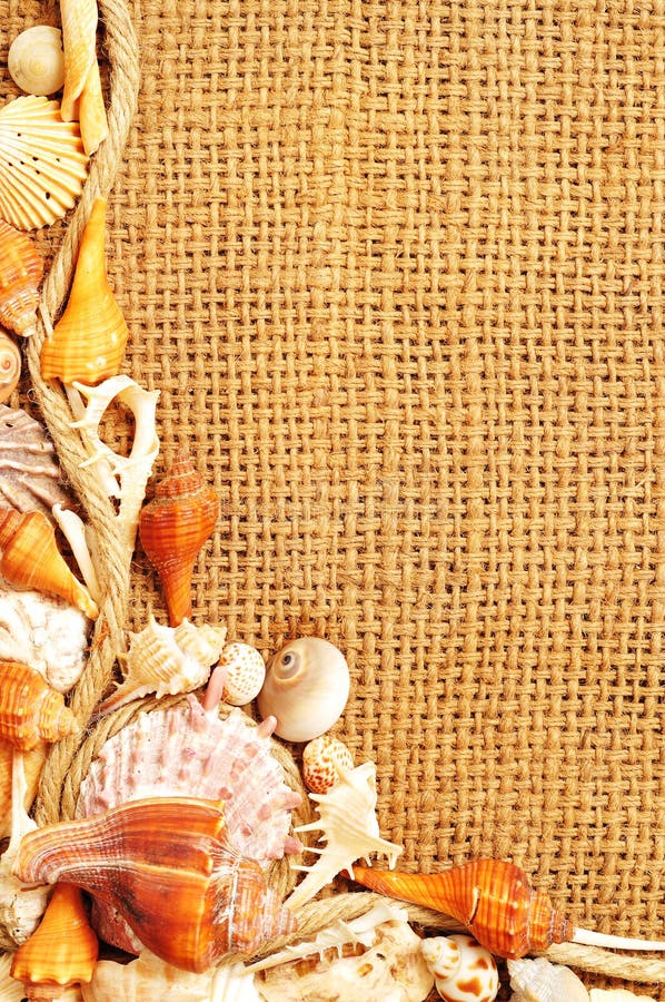 Linowy seashell fotografia stock