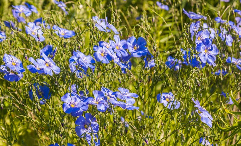 Linum perenne