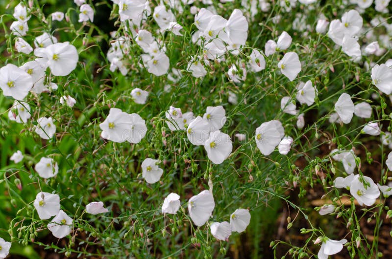 Linum perenne `Nanum Album Diamant` Selective focus.