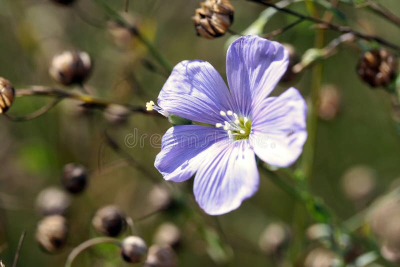 Linum perenne (perennial flax)