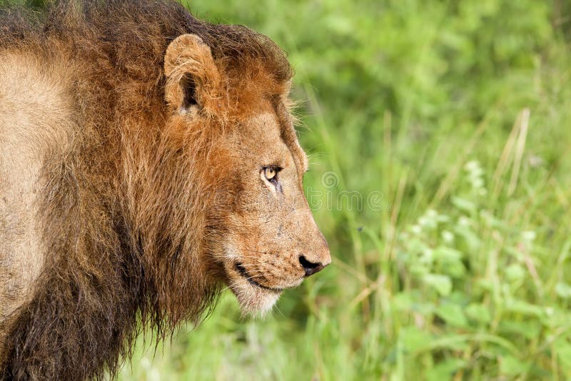 lion arkivfoto lion arkivfoto